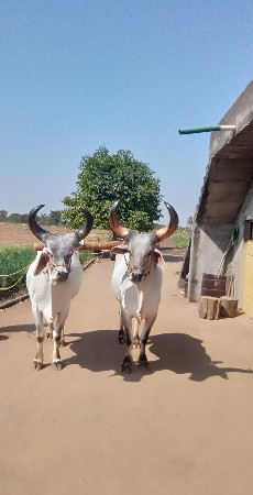 બળદ વેચવાના છે.