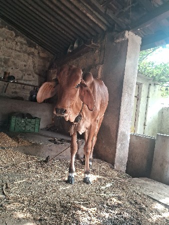 વાસડી ચાસવે તેને આપવાની છે