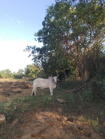 બળદ ની જોડી વેચાવ છે
