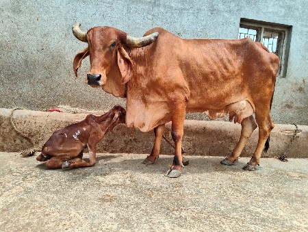 ઞાય વેચવાની છે