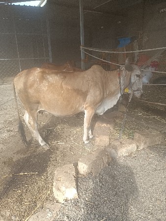 ગાય