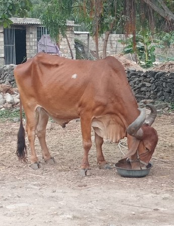 બરધ વેચવાનો છે