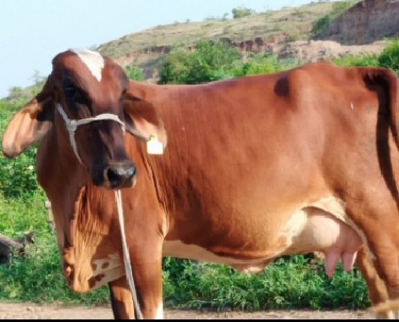 ગીર કોષ