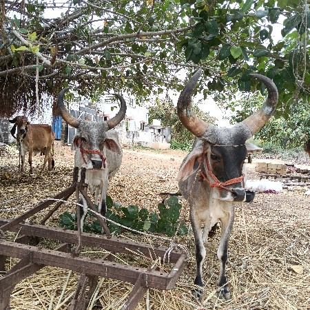 aa vadhiyara godhla vesvana