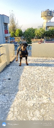 Rottweiler રોટવીલર Dog
