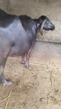 ભેંસ વેચવાની છે