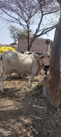 હા ગાય વેચવાની છે