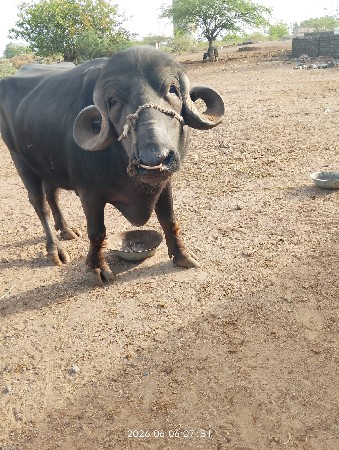 પાડો