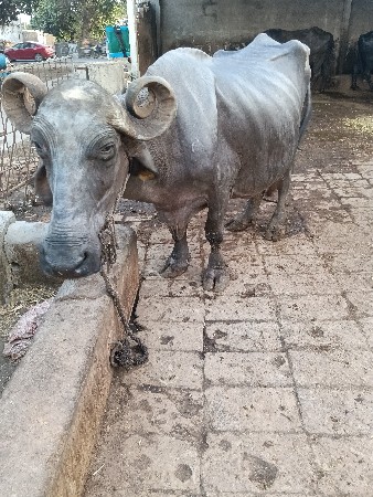 ભેંસ વેચવાની છૅ