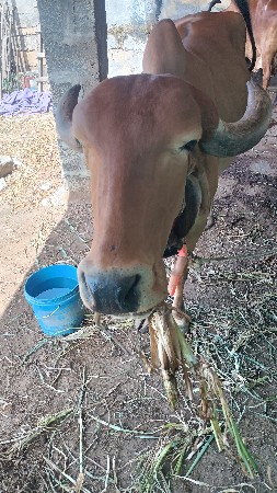 ગીર ગાય ની હોડકી વેચવાની છે