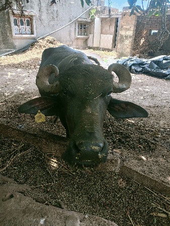 ભેસવેચવાનીછેબેછે