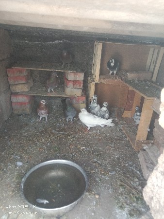 કબૂતર 6 નંગ છે