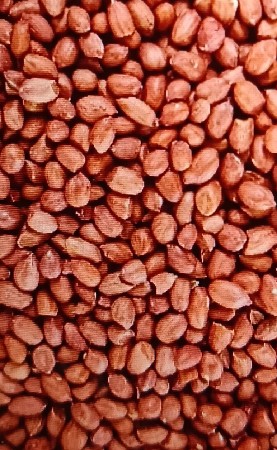 જી 20 બિયારણ