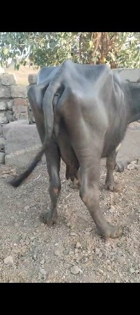 બીજું વેતર