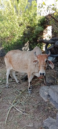 દેશી ગાય વેચવાની છે