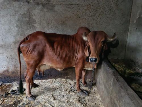 વેચવાની છે સવરાષ્ટ્ર નુ ઘરેણું