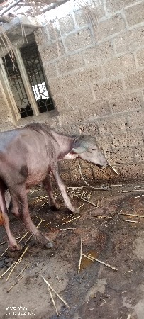 પાડો વેચવાનો છે