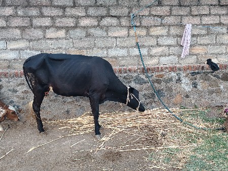 વેચવાની છે