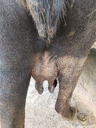 15 દિવસની કાચી છે