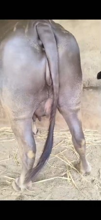 પહેલુ વેતર વિહાશે