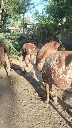 ખુટ વેચવાનો છે