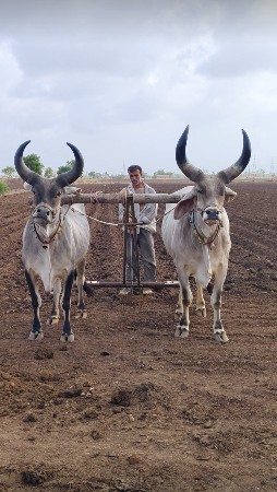 બળદ
