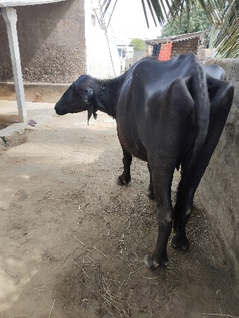 પેલા વેતર ખળેલી વેચવાની છે