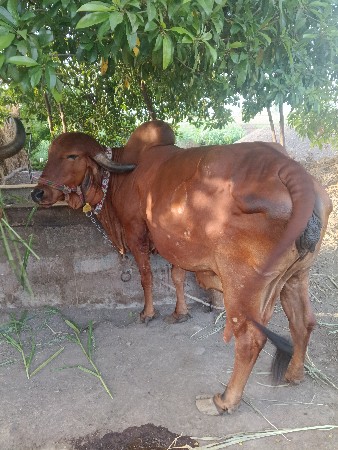 ત્રીજું વેતર ગાભણ