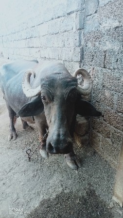 ભેંસ વેચવાની છે