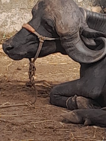 જાફરાબાદી ખડેલી વેચવાની છે.