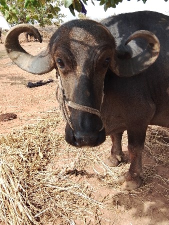 ભસૈ