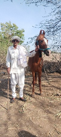કાઠીયાવાડી વછેરી વેચવાની છે
