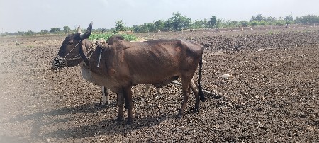 બળદ વેચવાનો છે