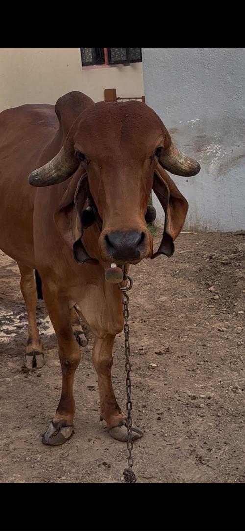 હોડકી વેચવાની છે