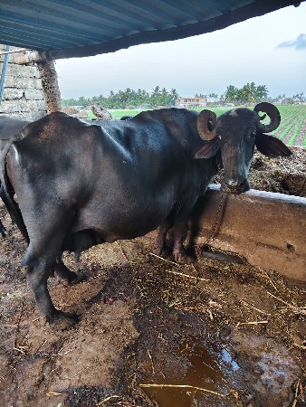 ભેંશ વેશવાની છે.