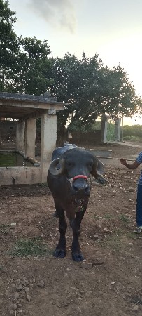 vechavani che