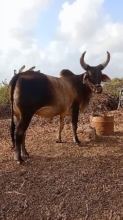 ગોઢલો વેસવા નો સે
