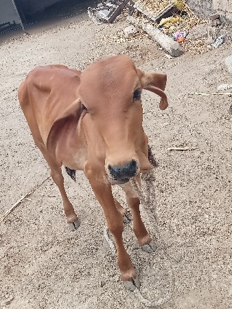 gir vasdi se