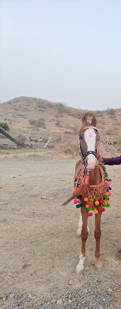 વછેરી ઘોડી વેચવાની છે