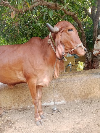 આ ગાય વેચવાની છે