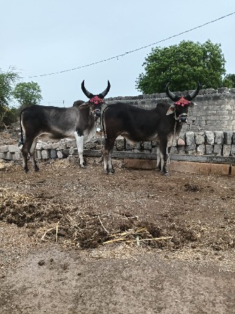 પદડદ