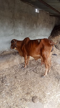 ગિર ગાય વેસવાની છે