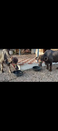 વેચવાની છે