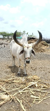 ફુલ જવાબદારીથી વેચવાનો છે