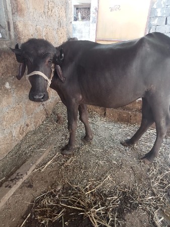 ૨ વરસની પડી