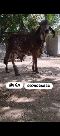 વાસડો વેસવાનો છે