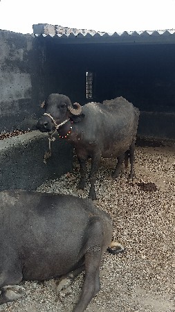 ખડેલી વેચવાની છે