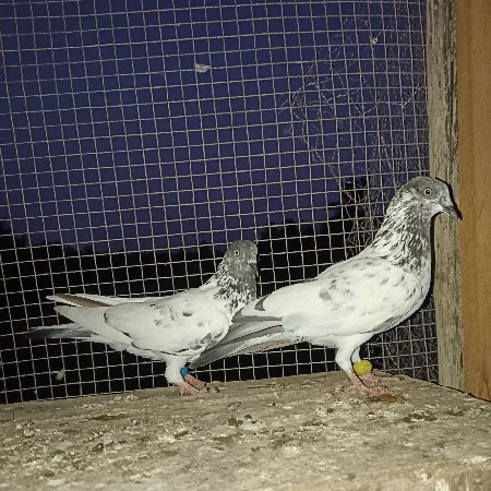 કલ્સીરા ફુલ ઉડાન 3 થી 4 કલાક