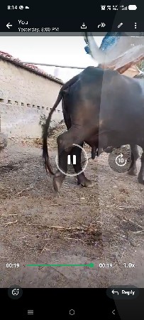 ભેંસ