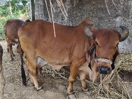 વેચવાની છે.